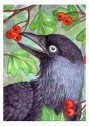 Berry Thief - click for details