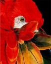 Scarlet Macaw - click for details