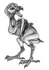 Dodo Chick